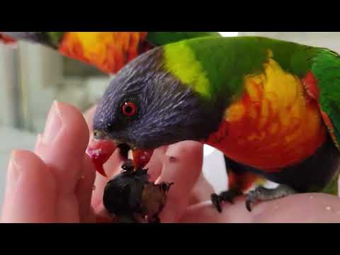 Видео: 🦜 ТАК И ПОЛЕТИШЬ С ФИОЛЕТОВЫМ КЛЮВОМ?...