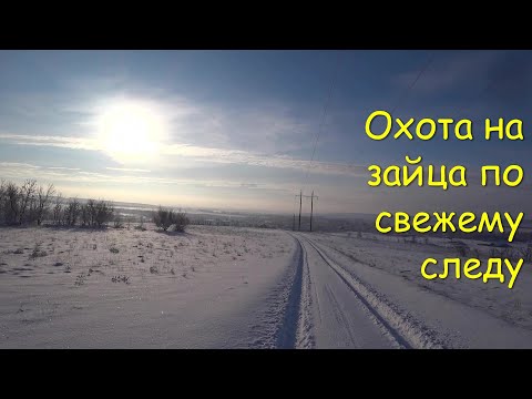Видео: Охота на зайца по свежему снегу - тропление