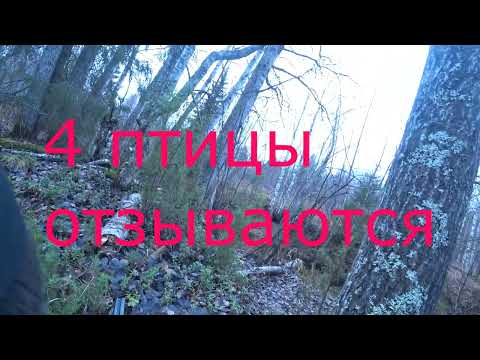 Видео: Охота на рябчика одни дублем без срезок.