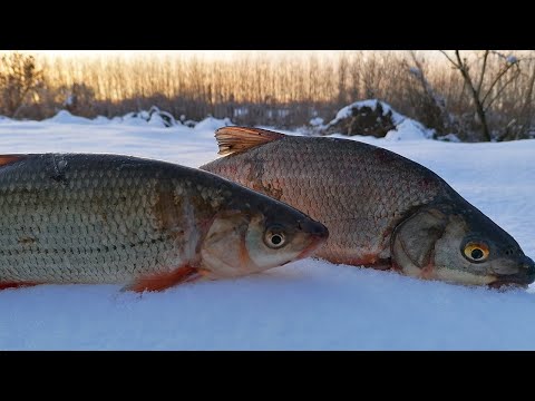 Видео: RIVER FISHING - BOLOGNESE KING - РЕЧНАТА ЧЕТВОРКА - РИБОЛОВ на МРЕНИ КЕФАЛИ МОРУНАЖИ и СКОБАРИ