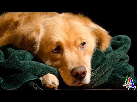 Видео: В глазах ПСА было столько ГОРЯ и БОЛИ…Джеку УДАЛИЛИ голосовые связки, чтобы он НЕ БЕСПОКОИЛ соседей