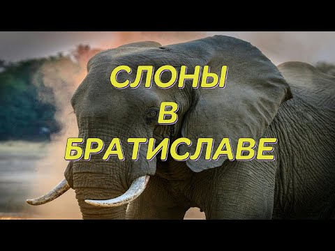 Видео: Слоны в Братиславе