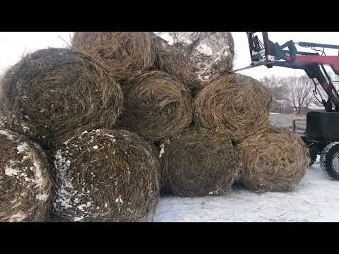 Видео: Возим сено. Овцы на случке .