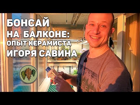 Видео: Бонсай на балконе: опыт керамиста Игоря Савина