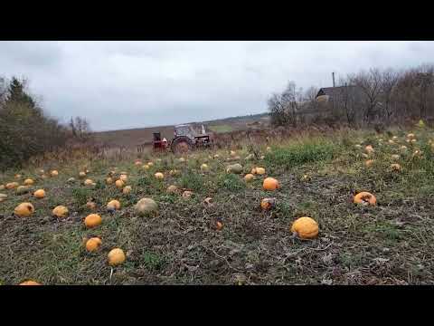Видео: Увесь сезон вирощування гарбуза в одному відео 22р!!