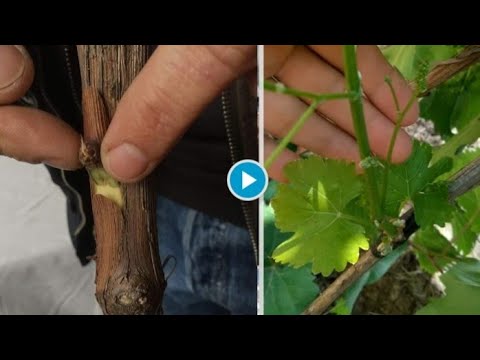 Видео: Прививка однолетней лозы со спящими зимними почками (CHIP BUDDING).