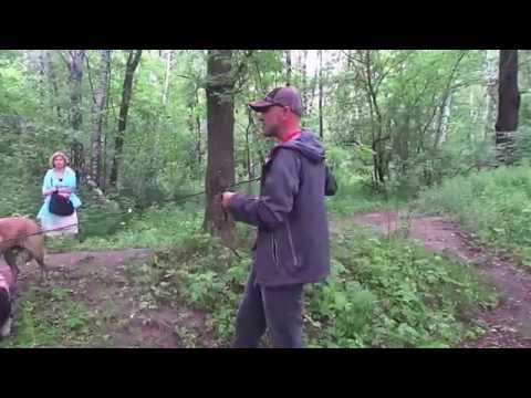 Видео: АНТУАН НАДЖАРЯН приучение к наморднику