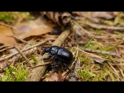 Видео: Forest walk among trees and farmland / Лесная прогулка среди деревьев и сельхозугодий
