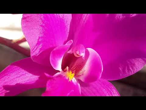 Видео: laelia gouldiana Шикарная красавица из Mексики