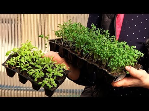 Видео: ТЕПЕРЬ ВСЕ ДРУЗЬЯ ВЫРАЩИВАЮТ САЛАТ ТОЛЬКО ТАК!