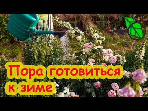 Видео: ПОЛЕЙТЕ ЭТИМ РАСТВОРОМ РОЗЫ ПЕРЕД ЗИМОВКОЙ и они отлично перезимуют и сохранятся. Даже капризные!