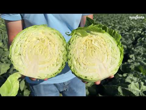 Видео: НОВИНКА. Результат уже на 55 день. Капуста белокачанная Сенна F1