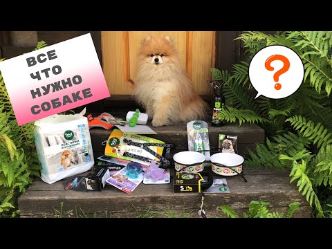 Видео: Гора ПОКУПОК для Собаки .Купила все, что Нужно!!!