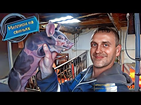 Видео: Три составляющих для выгодного свиноводства! Генетика ! Корм ! Условия содержания !