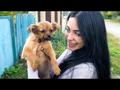 Видео: СКАНДАЛ С ХЕЙТЕРАМИ / НАШЛИ ЩЕНКОВ / Кормим Бездомных  Собак