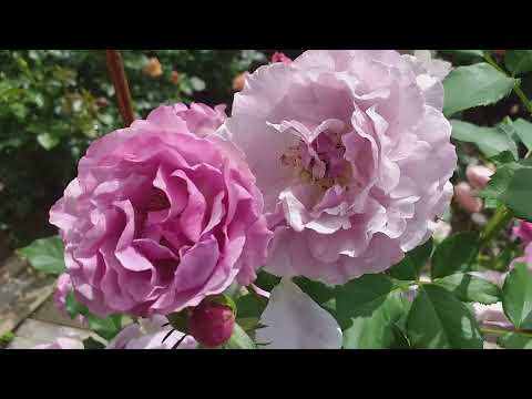 Видео: РОЗАРИЙ с переходами цвета  БАЙКАЛ Бель де Сегоза РОКОКО и другие...