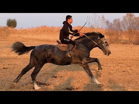 Видео: УЛАГЫ ТААМАЙ ДАДИЛ АТ ЧЫКТЫ ЧАМДАҢЫЗДАР 