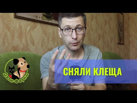 Видео: Сняли клеща с кошки или собаки, что делать? Симптомы и чем лечить?