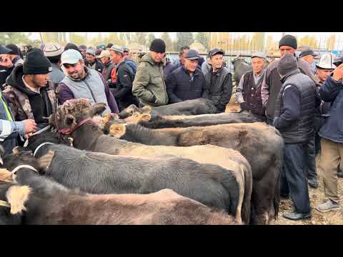 Видео: Айырбаз Мал базары 21-Октябрь КЫЗЫГАН ЖЭРЛЕРИ 