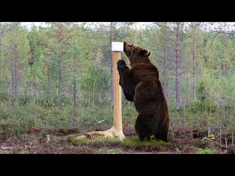Видео: Скрытая жизнь лесных  гигантов! Огромные лоси у солонца. Медвежьи танцы  на мазутнице.