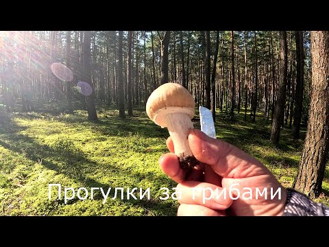 Видео: Прогулки за грибами | Собираю цыганки, пока они еще есть (колпак кольчатый).