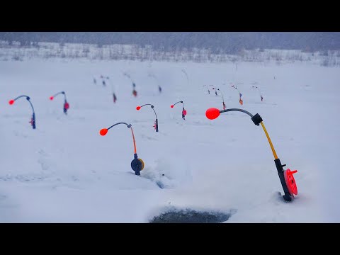 Видео: КОМБАЙНЫ ЗАГИБАЕТ! НЕ ЛЕЗУТ В ЛУНКУ! РЕАЛЬНЫЙ ТРОФЕЙ! Рыбалка на Оби часть 2