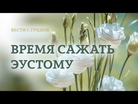 Видео: Прежде чем сеять эустому, посмотрите это видео! ЭУСТОМА ВЗОЙДЁТ 100%