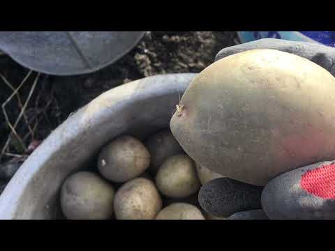 Видео: Посадка картофеля под  зиму 2021г.