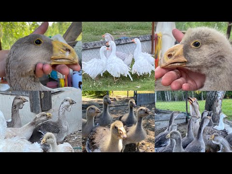 Видео: Холмогорские, Ленточные и Тульские гусята в Овчинино.