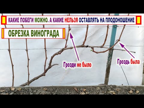 Видео: 🍇ВАЖНЫЙ СОВЕТ при обрезке винограда. Можно ли оставлять ПЛОДОНОСНЫЕ / БЕСПЛОДНЫЕ побеги НА УРОЖАЙ