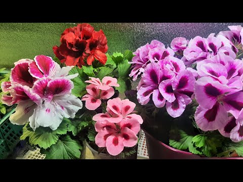 Видео: ВСЕГО 2 КАПЛИ И ЛЮБЫЕ ЧЕРЕНКИ УКОРЕНЯТСЯ, Герань, Остик, Алиссум