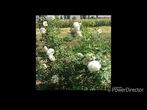 Видео: Мухторжон Турсунов 1 чи альбом Нотовон булдим