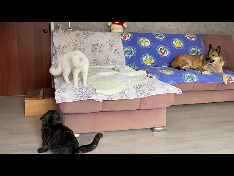 Видео: Сегодня суббота 