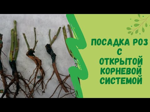 Видео: Посадка роз  с открытой корневой системой