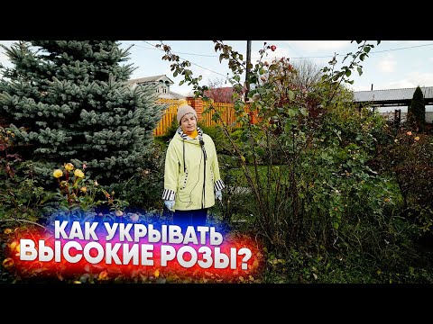 Видео: Как укрывать высокие розы?
