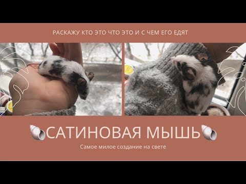 Видео: Сатиновые мыши . Уход и всё на свете ☀️