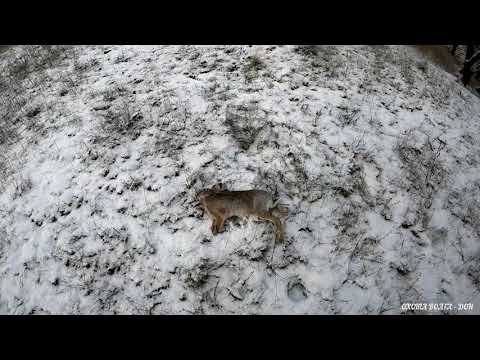 Видео: Охота на зайца по свежему снегу. Тропление зайца