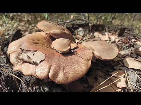Видео: Свинушка толстая (Tapinella atrotomentosa). Грибное разнообразие