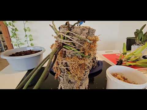 Видео: Специальная пересадка Орхидей на Блок и в пробковый горшок Paraphalaenopsis labikensis/ Cattleya 