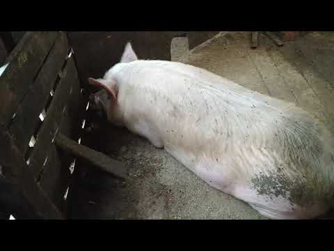 Видео: Паратиф у поросят, как мы потеряли часть поголовья.