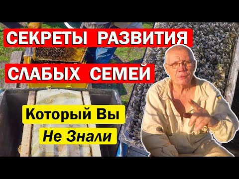 Видео: СЕКРЕТНАЯ ТЕХНИКА сжатия пчелосемьи о которой вы Не Знали. Когда расширять гнездо в слабых семьях?