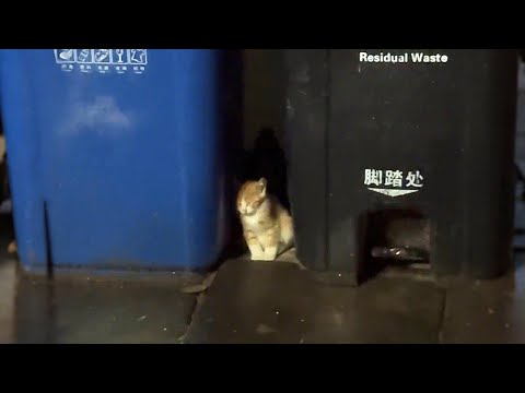 Видео: Что? Я забрала не того кота? Правду я узнала лишь через месяц...