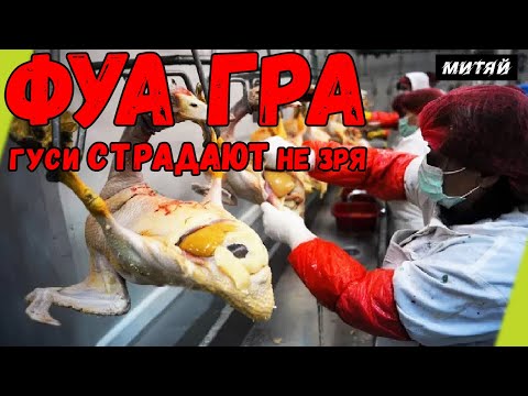 Видео: Фуа гра. Неоправданная жестокость или дар всему человечеству?