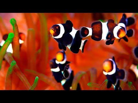 Видео: Океанариум Poema del Mar Гран Канария