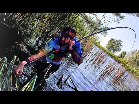 Видео: !!!СЮЮЮДАААА!!! ТРОФЕЙ РОКУ, ЛИН / АМУР / СОМ, БОКОВИЙ КИВОК РУЛИТЬ, Рибалка пушка