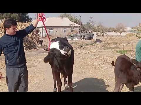 Видео: ГОВИ ГУСАЛАДОРИ ФУРУШИ ТЛ 01187 95 95 НАВОРИ ТОЗА 10 НОЯ