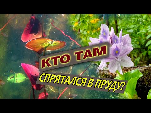 Видео: Эйхорния зацвела. Ныряем в минипруд. Вот это Изабелла.