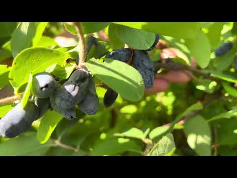 Видео: Кунаширская жимолость, июнь 2025г