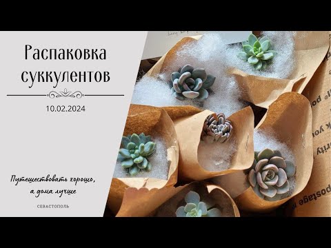 Видео: 🌱 Распаковка суккулентов 10.02.2024 г.