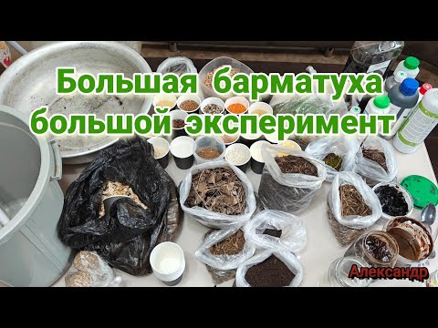 Видео: Большая барматуха большой эксперимент